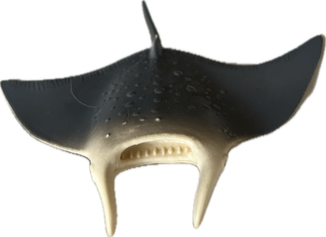 Polvo